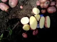 Картофель