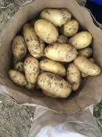 Картофель продовольственный, оптом