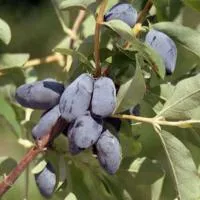 Саженцы жимолости Амазонка