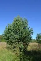 Саженцы сосны обыкновенной