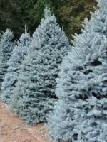 Ель колючая голубая Глаука Picea pungens Glauca, 1,6-1,8м, ком, 7-8лет