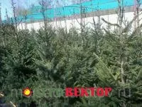 Саженцы Туя западная Смарагд