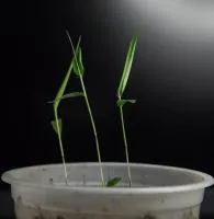 Семена бамбука Phyllostachys aureosulcata f. spect